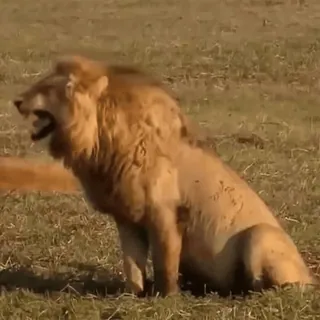 😂 e89d3c7b lion, animal, faune, mammifère, nature, safari telegram sticker