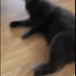 🦶 f7d0ad23 chat, animal, animal de compagnie, chat gris, chat de maison telegram sticker