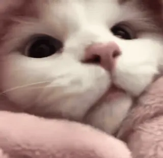 🌟 027acd91 Katze, Tier, süß, Haustier, Haustier, Säugetier, Katzenartig whatsapp sticker