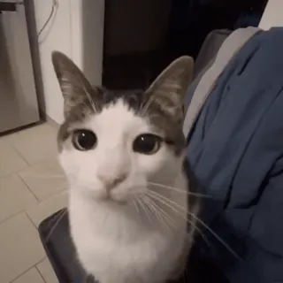 🌟 255867f2 Katze, Tier, Haustier, Haustier, Säugetier whatsapp sticker