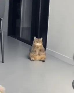 🌟 2e526bcb Katze, Tier, sitzen, süß, Haustier, Haustier whatsapp sticker