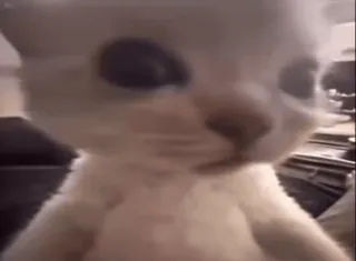 🌟 2e7d7faf Katze, Tier, süß, Haustier, zahm, Katzenartig whatsapp sticker