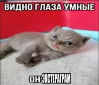 🌟 3326317c ВИДНО ГЛАЗА УМНЫЕ
ОН ЭКСТЕРАГРАМ Katze, Meme, Lustig, Kätzchen, Russisches Meme, Humor whatsapp sticker