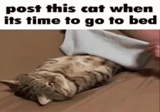 🌟 358cd6c0 post this cat when its time to go to bed Katze, Schlaf, Bett, Tier, Meme, lustig whatsapp sticker