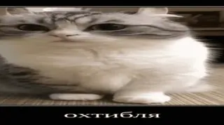 🌟 4efb7304 охтибля Katze, süß, Meme, russisch, Tier whatsapp sticker