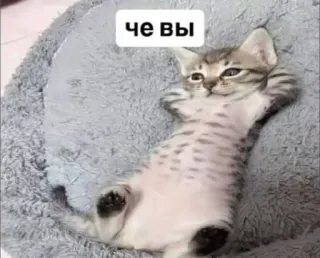 🌟 6184db86 ЧЕ ВЫ Katze, Kätzchen, Tier, lustig, süß whatsapp sticker