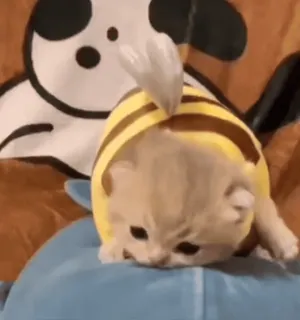 🌟 62a576fd Katze, Kätzchen, Tier, Haustier, süß, Biene, Kostüm whatsapp sticker