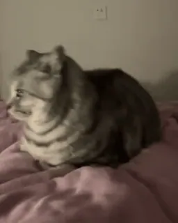 🌟 70f2726f Katze, Tier, Haustier, Hauskatze, Bett, schlafend, süß whatsapp sticker