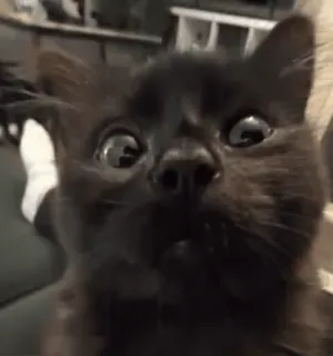 🌟 73a9d570 Katze, schwarze Katze, Tier, Haustier, lustig, Meme, süß whatsapp sticker