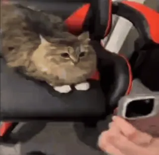 🌟 9d622759 Katze, Tier, Haustier, süß, Hauskatze, Katzenartig whatsapp sticker