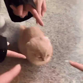 🌟 c973ccf7 Kätzchen, Katze, süß, Tier, Haustier, Haustier, Finger whatsapp sticker