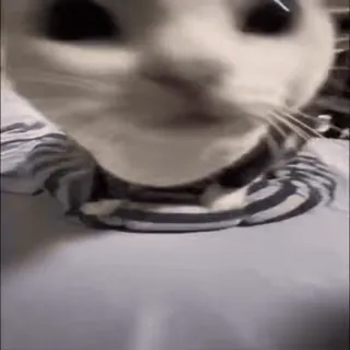 ☺ cd6a9d49 Katze, Tier, Haustier, Meme, Lustig, Süß whatsapp sticker