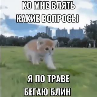 🌟 ec9bca5b КО МНЕ БЛЯТЬ
КАКИЕ ВОПРОСЫ
Я ПО ТРАВЕ
БЕГАЮ БЛИН Katze, Gras, Laufen, Blin, Russisch, Meme whatsapp sticker