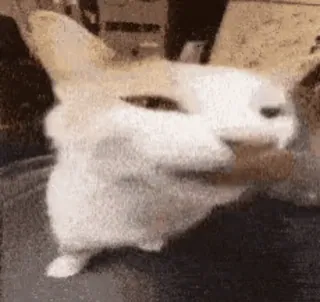 🌟 f3992ece Katze, Tier, Meme, Lustig, Haustier, Süß whatsapp sticker