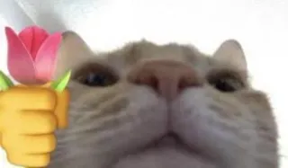 🤗 f3f522c0 Katze, Blume, Rose, Emoji, Hand, Tier, Haustier whatsapp sticker