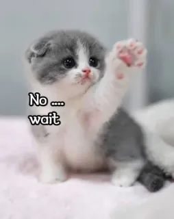 😭 213afefb No.... wait kucing, anak kucing, imut, hewan peliharaan, binatang, lucu, ceria telegram sticker