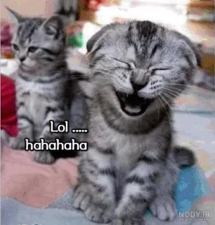 😂 5637067d Lol ...... hahahahaha kucing, anak kucing, lol, hahaha, imut, lucu, meme, hewan telegram sticker