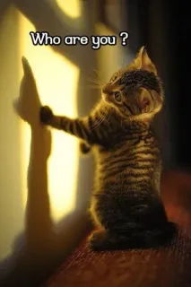 😮 66692b4d Who are you ? kucing, bayangan, lucu, pertanyaan, hewan, peliharaan, belang telegram sticker
