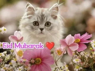 ❤️ 85987912 Eid Mubarak Eid, Mubarak, kucing, bunga, salam, liburan, perayaan telegram sticker