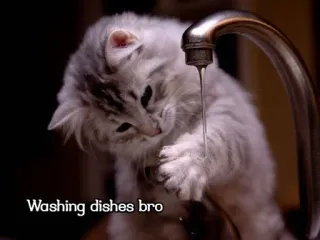 🧽 89406d59 Washing dishes bro kucing, anak kucing, cuci piring, air, bak cuci piring, lucu, hewan telegram sticker