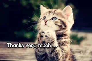 😇 b30192e4 Thanks very much .... anak kucing, imut, kucing, terima kasih, bersyukur, menggemaskan telegram sticker