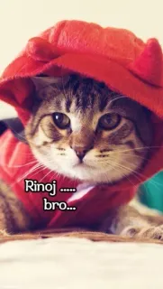 🤝 cc616456 Rinoj ...... bro... kucing, anak kucing, hewan peliharaan, kostum setan, binatang, imut telegram sticker