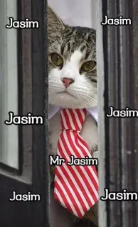 🍀 d9685d86 Jasim Mr Jasim kucing, dasi, humor, hewan peliharaan, binatang, meme telegram sticker