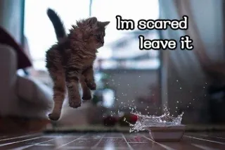 😓 f844acc9 Im scared leave it anak kucing, kucing, ketakutan, air, mangkuk, lucu telegram sticker