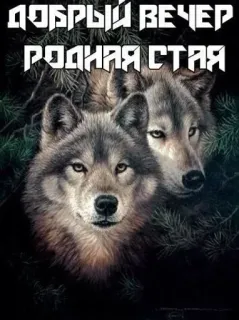 🌟 db757872 ДОБРЫЙ ВЕЧЕР РОДНАЯ СТАЯ serigala, kawanan serigala, hewan, salam, kelompok whatsapp sticker