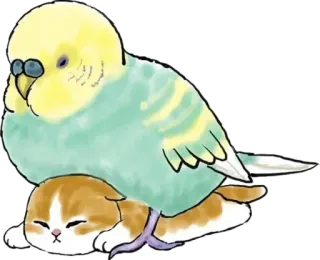 🦜 ae93eca5 grasparkiet, vogel, kat, dier, schattig, huisdier, huisdier whatsapp sticker