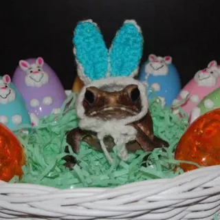 ๐ฐ 03f38b5b frog, easter, bunny, easter basket, animals, cute telegram sticker