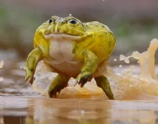 ๐โโ๏ธ 0c0d5add frog, animal, wildlife, amphibian, nature telegram sticker