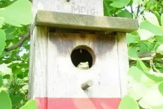๐ฆ 0c21f15c birdhouse, frog, nature, animal, wildlife telegram sticker