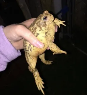 ๐ถ 0e0ad54e amphibian, toad, animal, nature, wildlife telegram sticker