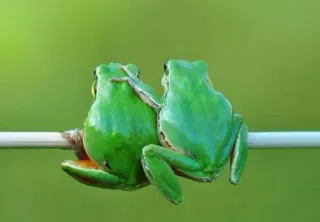 ๐ 14b473ad frog, nature, green, animal, tree frog telegram sticker