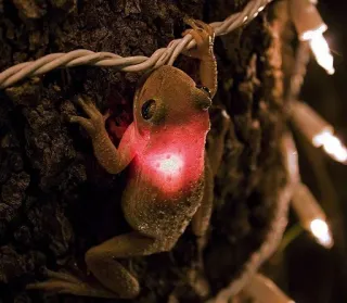 ๐ก 1769ae99 frog, lights, tree, night, animal telegram sticker