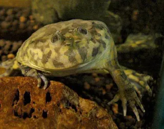 ๐จ 1b607da0 frog, african clawed frog, aquatic, amphibian telegram sticker