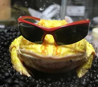 ๐ 1d63da5e frog, sunglasses, animal, cool, amphibian telegram sticker