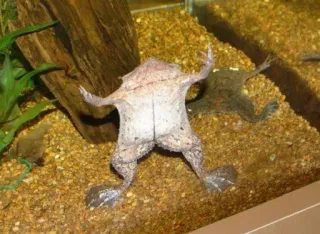 ๐บ 1ec9a72d frog, aquatic, animal, pet, african clawed frog telegram sticker