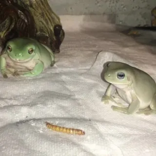 ๐ฝ 2526d38c frogs, amphibians, animals, pets, wildlife telegram sticker