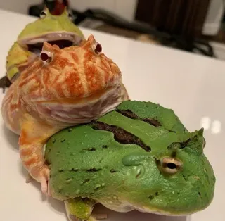 ๐จโ๐จโ๐ฆ 2629cfc5 frogs, amphibians, stack, colorful telegram sticker