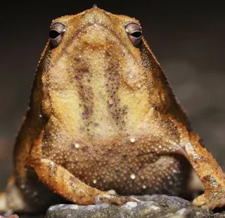 ๐ 2686e5a8 frog, amphibian, wildlife, animal, toad telegram sticker