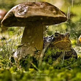 ๐ง 2f8cdacc Rain Shelter frog, mushroom, nature, rain, shelter, animal telegram sticker