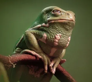 ๐ค 369139f4 frog, amphibian, animal, wildlife, nature telegram sticker