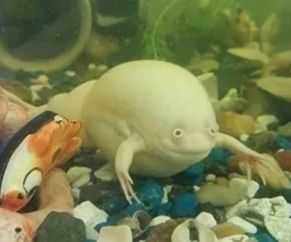 ๐ฏ 54c4bfff frog, animal, albino, aquatic, pet telegram sticker