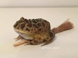 ๐งโโ๏ธ 5a45dffd frog, animal, cute, horn frog, pet, pacman frog telegram sticker