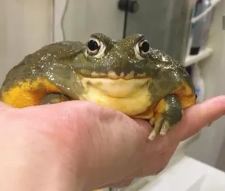 ๐ฅบ 5d3ddc89 frog, animal, amphibian, pet telegram sticker