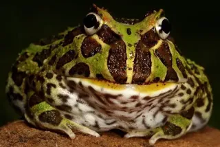 ๐ณ 61fb94e2 frog, animal, amphibian, nature, wildlife telegram sticker