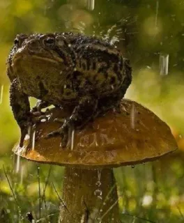 ๐ค 625a4b7b frog, toad, mushroom, rain, nature, animal telegram sticker