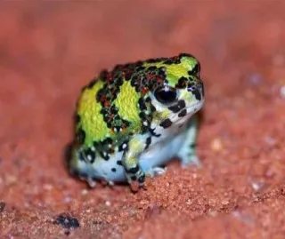 ๐ 641ee123 frog, animal, amphibian, wildlife, nature telegram sticker